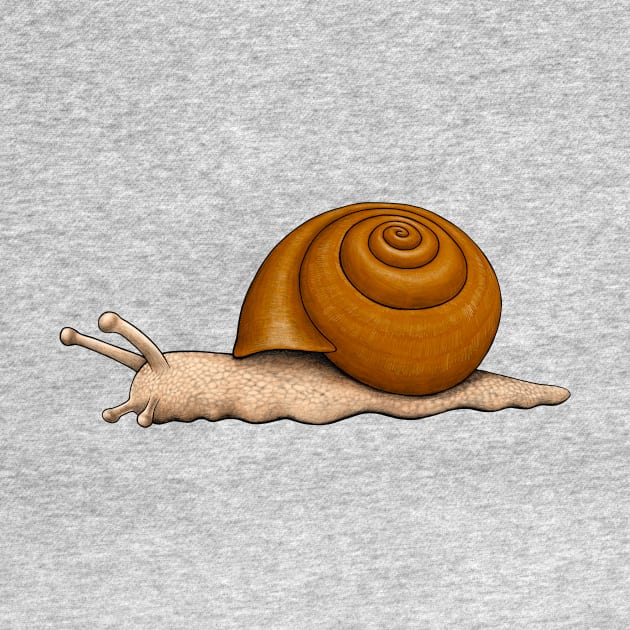 Snail by Akman